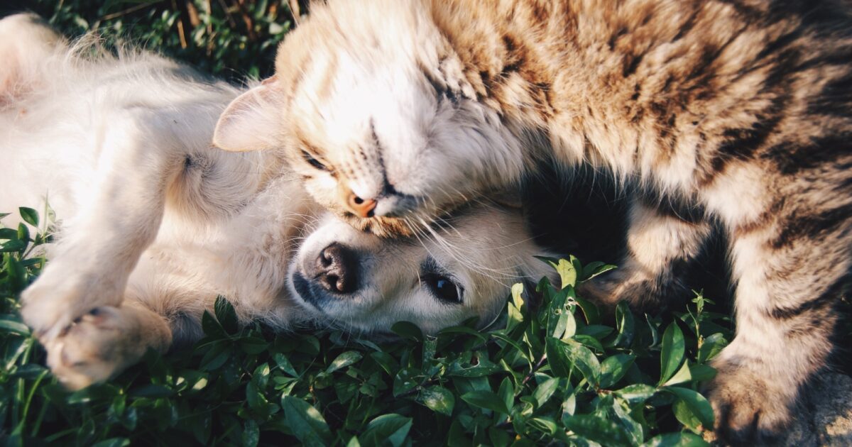 Homepage | Mrs Murrays Cat & Dog Home